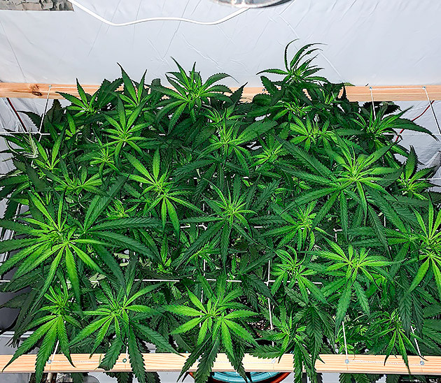 LSD cannabis strain grow diary veg stage