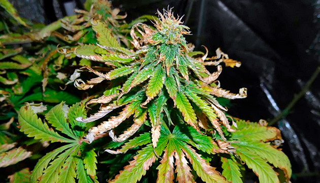 marijuana plant budding