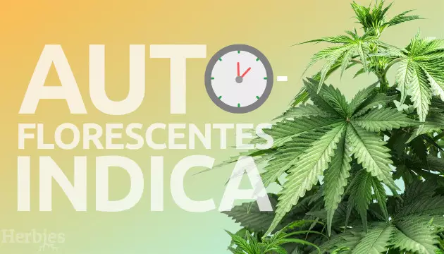 varieta indica autofiorenti