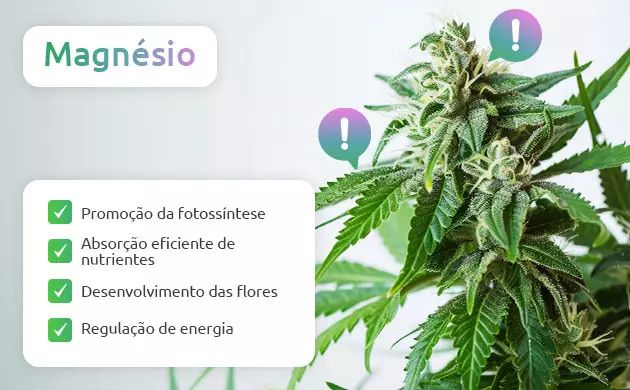 por que o magnésio é essencial para a maconha