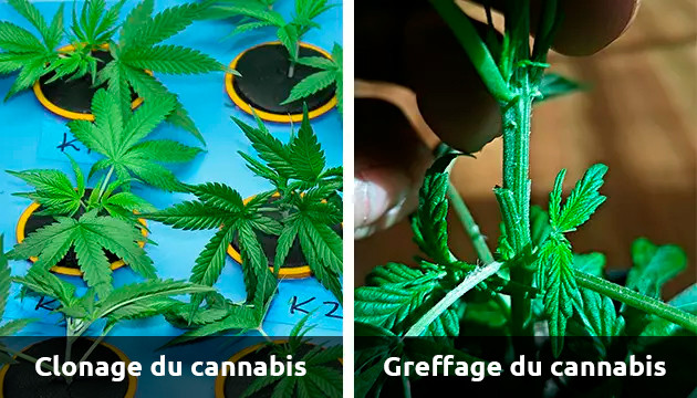 le greffage du cannabis