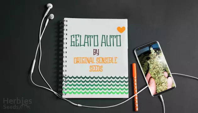 gelato auto by original sensible seeds grow diary
