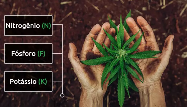 os melhores nutrientes para cultivar maconha em outdoor