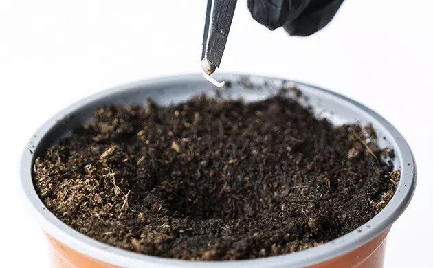 faire germer des graines de marijuana avec des serviettes en papier humides