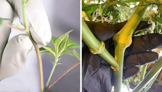 Super cropping tailler cannabis croissance