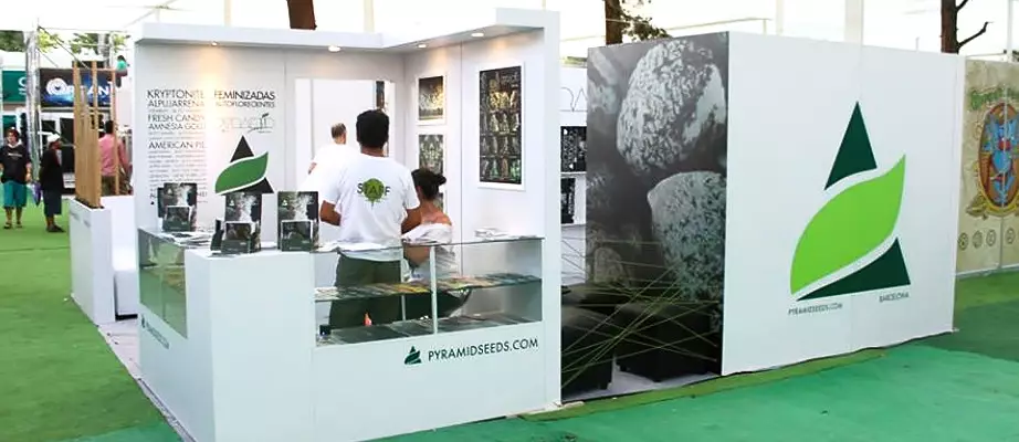 Pyramid Seeds feminizadas