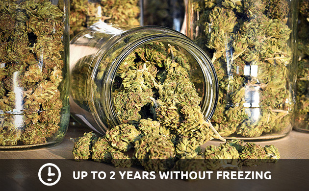 Freezing Weed: The Pros, Cons And Everything In Between - Herbies