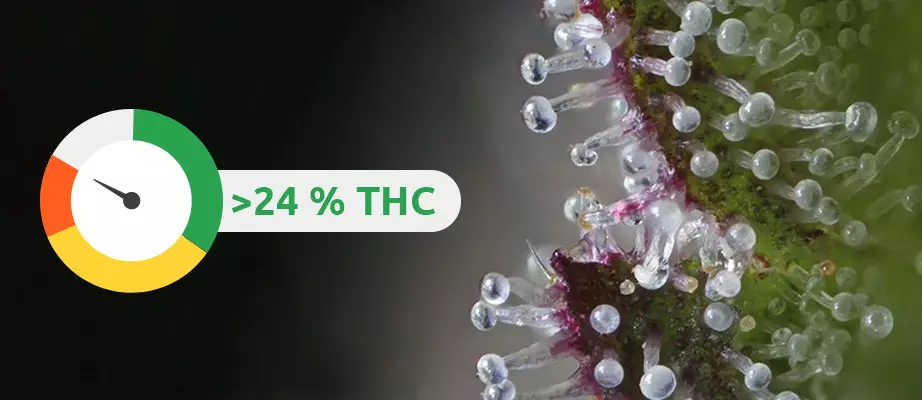 sementes de alto thc