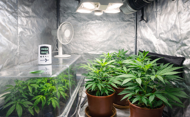 cheap easy way to grow cannabis indoors