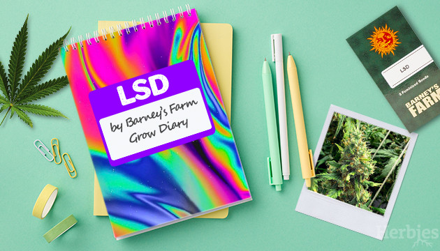 LSD Cannabis Strain Grow Report