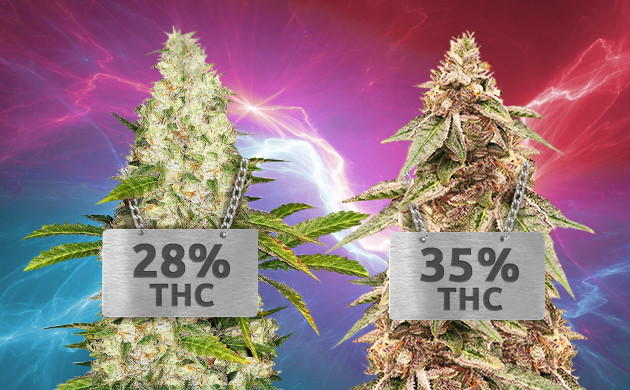 High THC cannabis seeds