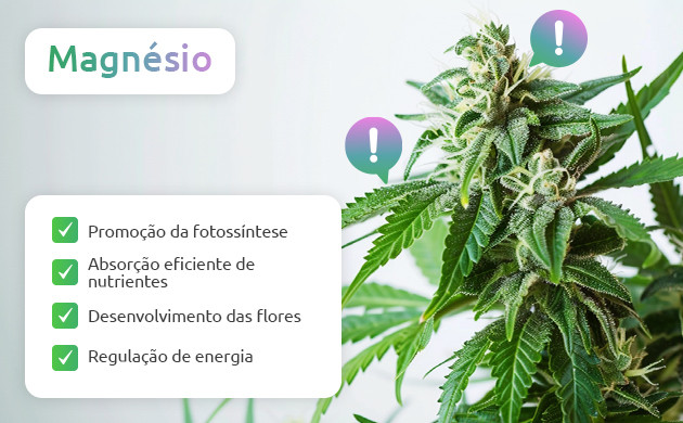 por que o magnésio é essencial para a maconha