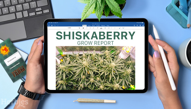 shiskaberry cannabis seeds for sale