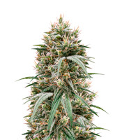 Blueberry Hill (Herbies Seeds)