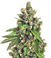 Buddha Medikit CBD (Buddha Seeds)