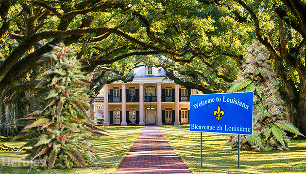 Cannabis seeds in Louisiana