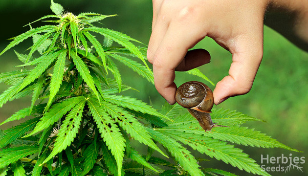 Snails and Slugs on Cannabis