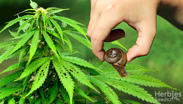 Here's the Right Way to Get Rid of Snails and Slugs on Cannabis