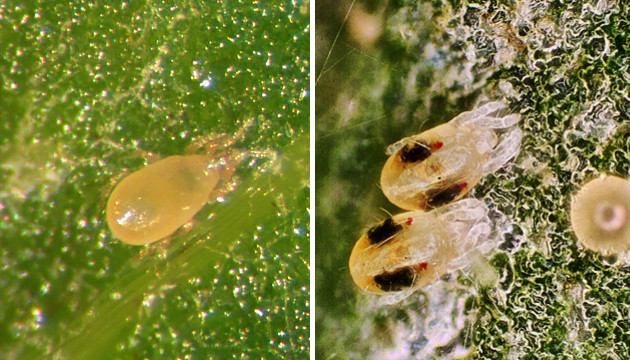 russet mite eggs