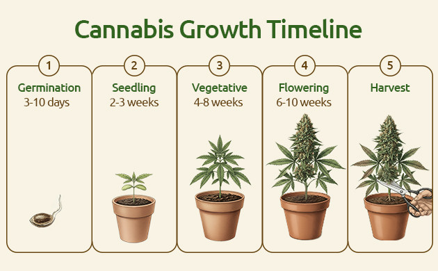 cannabis growth timeline