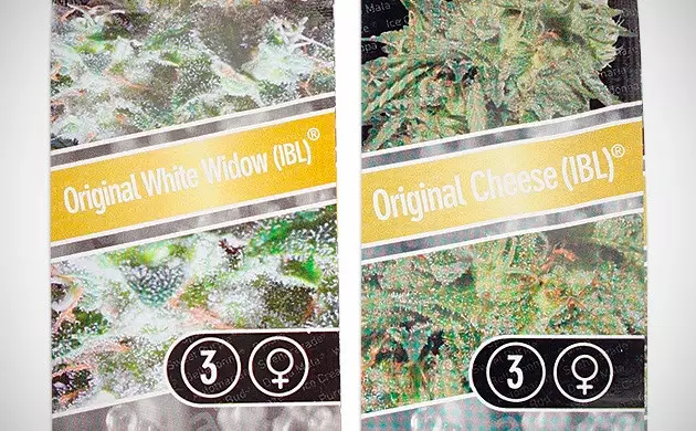 Semillas de marihuana IBL ¿Son estables las semillas s1?