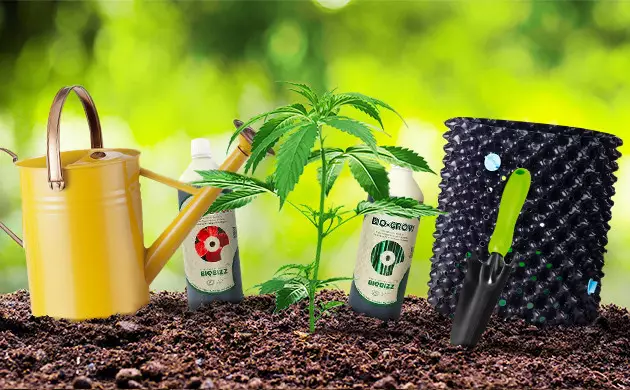 faire pousser du cannabis en exterieur