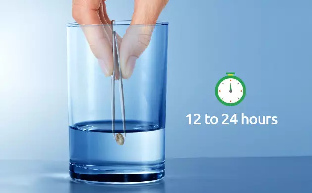 soaking seeds before hydrogen peroxide germinating seeds