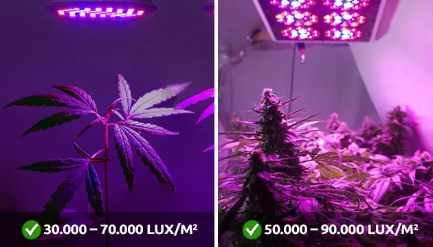 Vermeidung von leichtem Cannabisstress