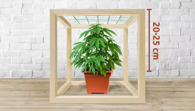 cannabis comment faire un scrog