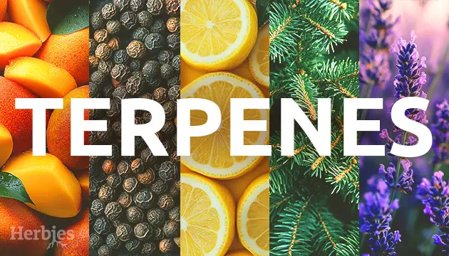 marijuana terpenes