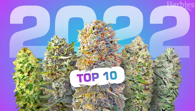 best autoflower strains