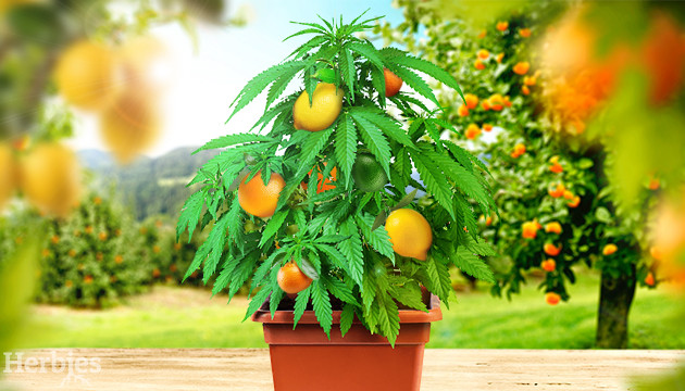 citrus cannabis strains
