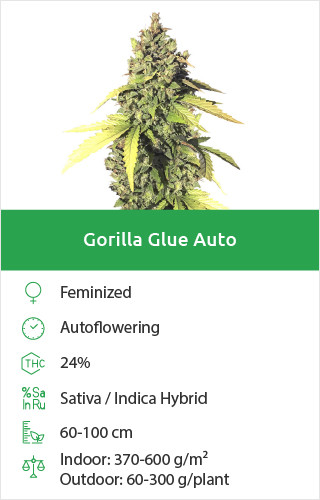 Gorilla Glue Auto free seeds
