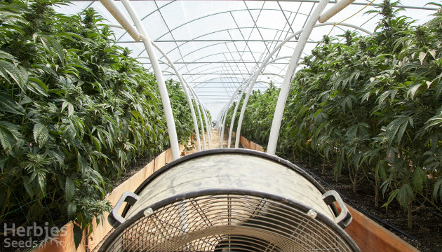 cannabis greenhouse 