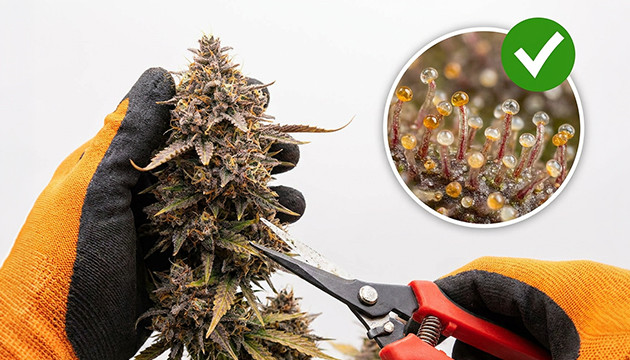 Cannabis harvest time stages of cannabis growth