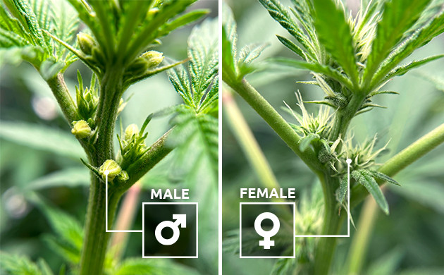male marijuana plant