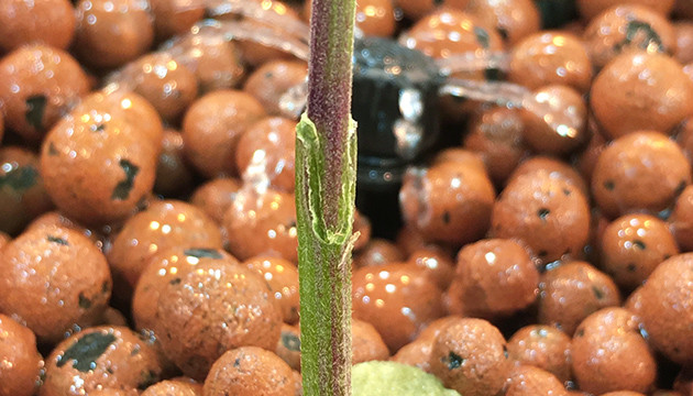 grafting marijuana plants