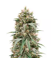 Buy Blueberry Hill feminized seeds by Herbies Seeds Blueberry Hill (Herbies Seeds)