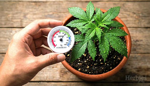 Contrôle de l'humidité dans votre salle de culture humidité du cannabis