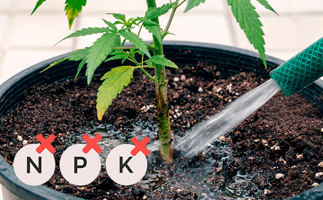 flushing weed plants
