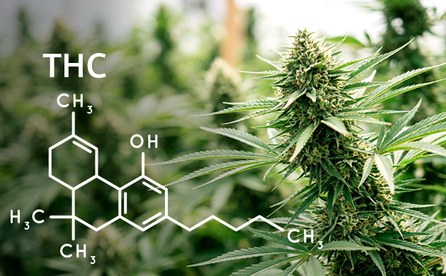 Sativa Strains with the Highest THC Rate strong sativa strains