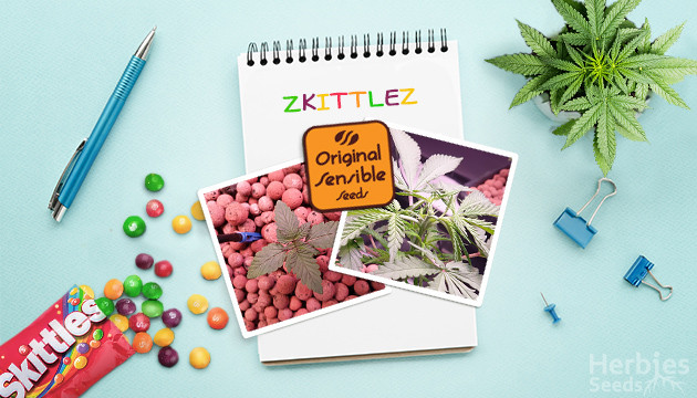 Zkittlez by Original Sensible Seeds grow diary