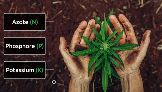 best outdoor marijuana fertilizer
