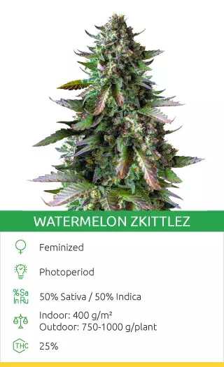 Watermelon Zkittlez
