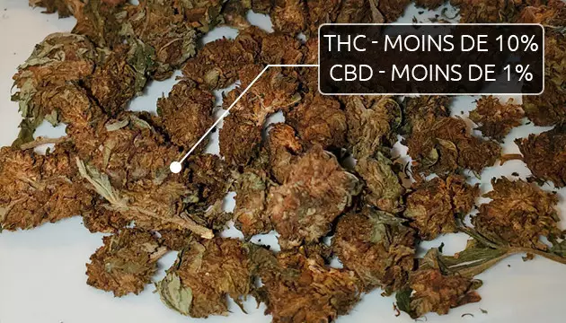 Teneur en cannabinoïdes de la weed de mauvaise qualité 