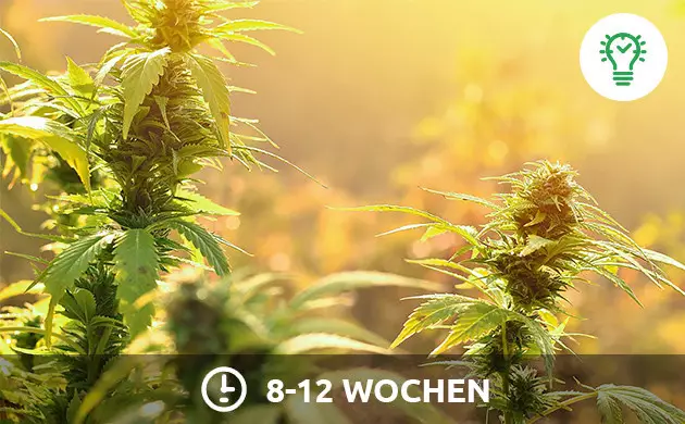 Lichtplan für Photoperioden in der Blütephase Indoor Cannabis Licht Zeitplan