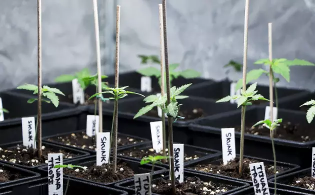 abnormally stretched seedlings