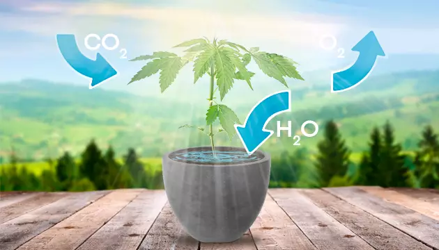 Sinsemilla Science co2 grow room
