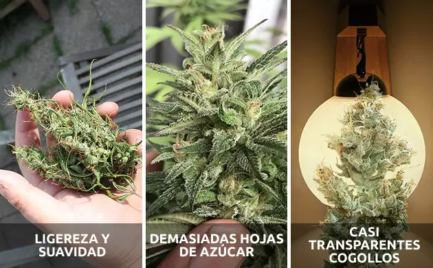 como reconocer los cogollos aireados