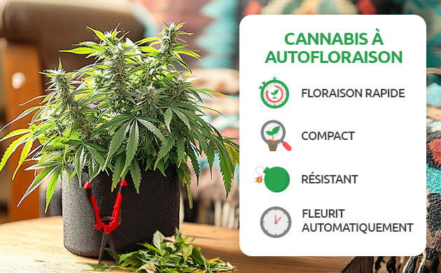 avantages et inconvénients du cannabis à autofloraison